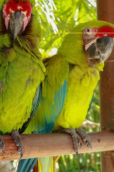 A pair of Ara Ambigua parrots in love. Great green macaw also known as the great military macaw or Buffon's macaw. or the great military macaw. Wildlife animal.