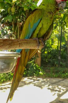 The Great Green Macaw, Ara ambiguus, also known as Buffon's Macaw or the Great Military Macaw.