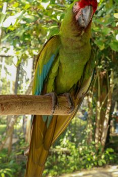 The Great Green Macaw, Ara ambiguus, also known as Buffon's Macaw or the Great Military Macaw.