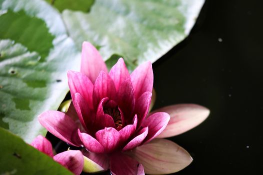 A close-up of a pink water lily with green leaf