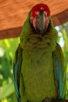The Great Green Macaw, Ara ambiguus, also known as Buffon's Macaw or the Great Military Macaw.