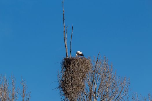 Adult of White stork, Ciconia ciconia, on the nest. In Avila, Spain