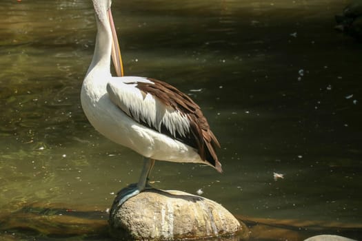 An Australian pelican Pelecanus conspicillatus in the wild closeup.