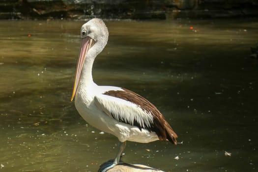 An Australian pelican Pelecanus conspicillatus in the wild closeup.