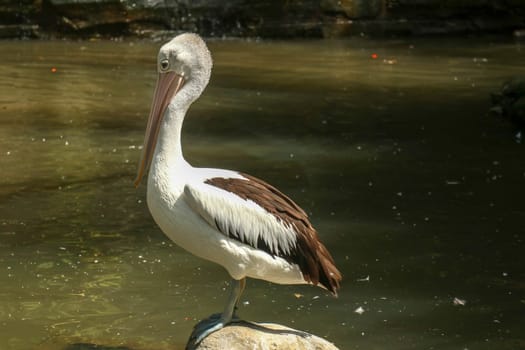 An Australian pelican Pelecanus conspicillatus in the wild closeup.