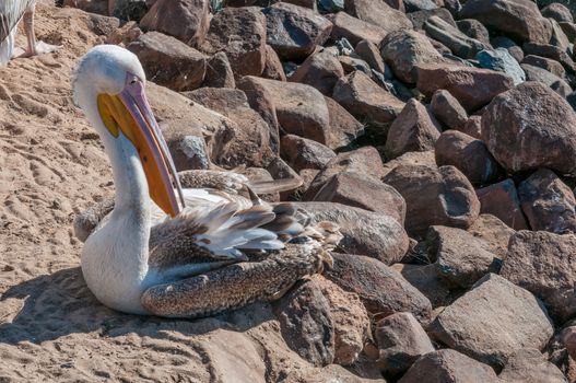 A great white pelican, Pelecanus onocrotalus, at the waterfront in Walvis Bay on the Atlantic Ocean coast of Namibia