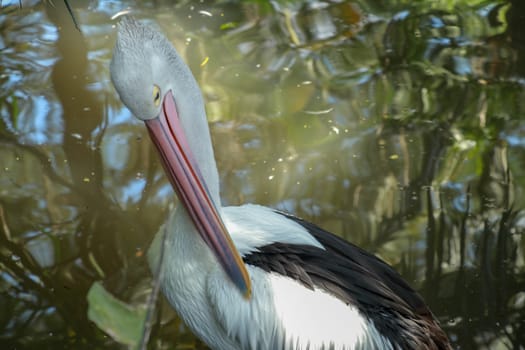 An Australian pelican Pelecanus conspicillatus in the wild closeup.