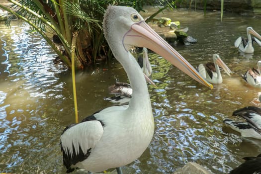 An Australian pelican Pelecanus conspicillatus in the wild closeup.