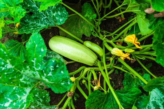 Close up of pumpkin with great tendrils growing in the garden.