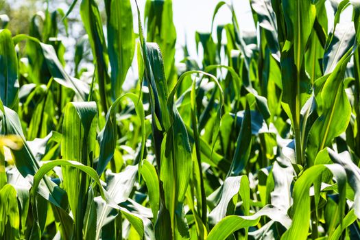 Sun lights over a green corn field growing, detail of green corn on agricultural field.