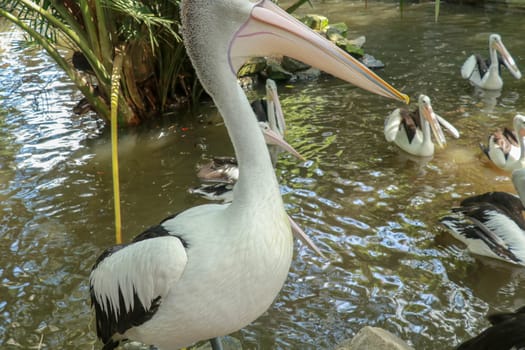 An Australian pelican Pelecanus conspicillatus in the wild closeup.