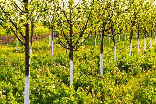 Beautiful sunset lights over the orchard of trees with painted trunks in white.