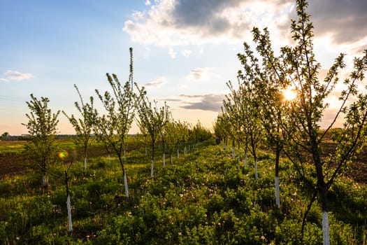 Beautiful sun lights over the orchard of lined trees with painted trunks in white.