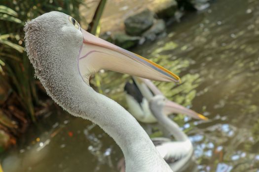 beautiful pelican on the seaside. The large water bird have a rest in a sunny summer day.