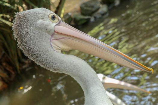 Pelecanus Conspicillatus, australian pelican head, neck and pelicans with close-up photos.