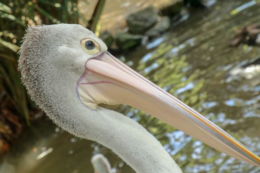 Pelecanus Conspicillatus, australian pelican head, neck and pelicans with close-up photos.