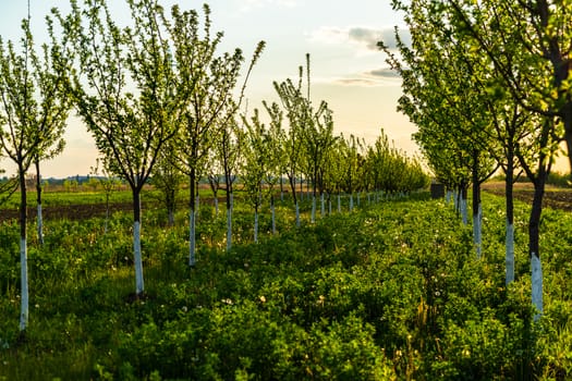 Beautiful sunset lights over the orchard of trees with painted trunks in white.