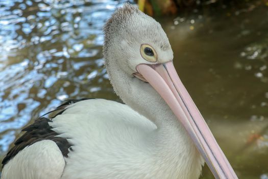 Pelecanus Conspicillatus, australian pelican head, neck and pelicans with close-up photos.
