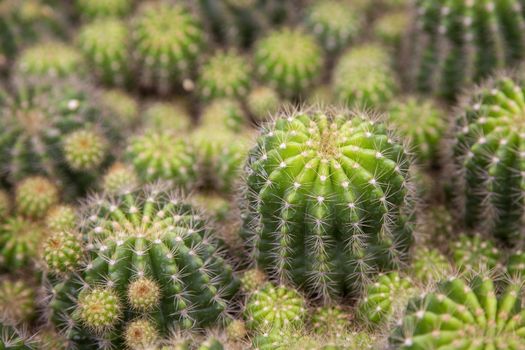 Close up of green tropical cactus background