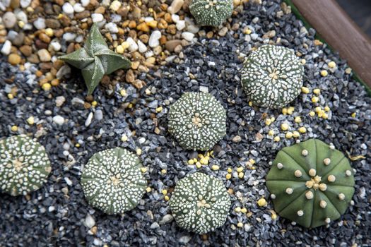 Cactus (Astrophytum asterias) with little stone