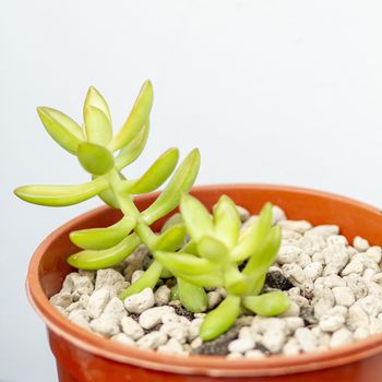 Graptopetalum paraguayense or rose stone, Succulent plant