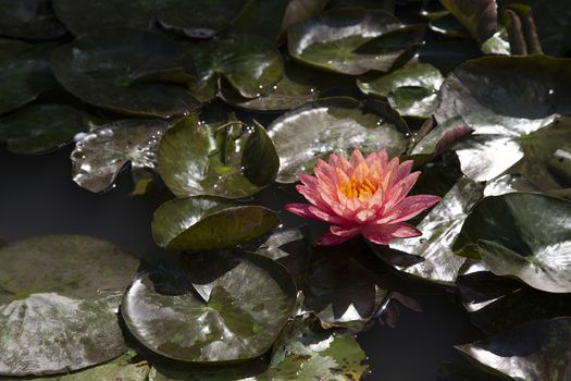 Close up lotus blossom blooming in pond