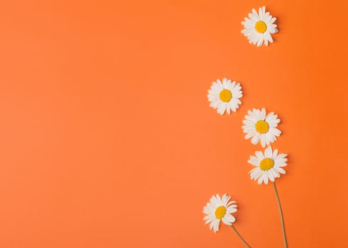 floral orange background with camomiles