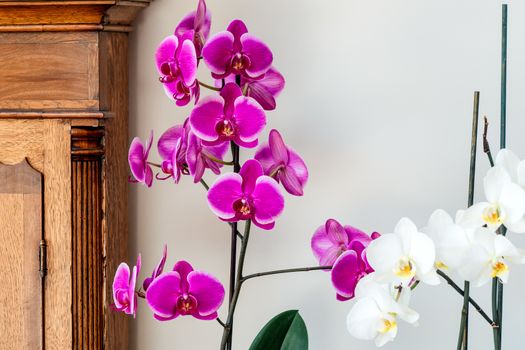 flowers of purple orchid on white background