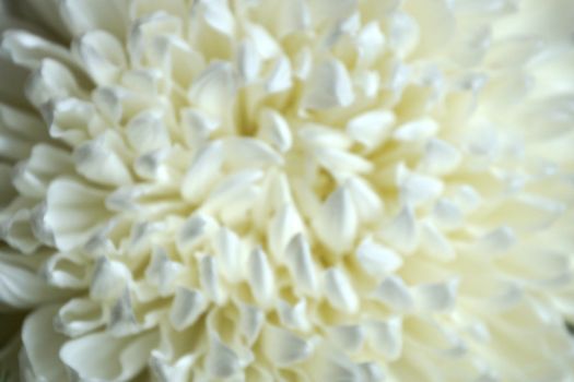 white chrysanthemum flower close up, blurred photo.