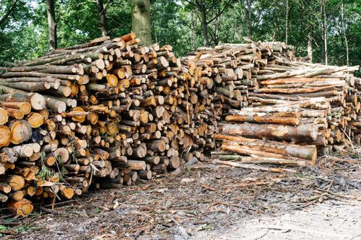 Big stack of wood in forest