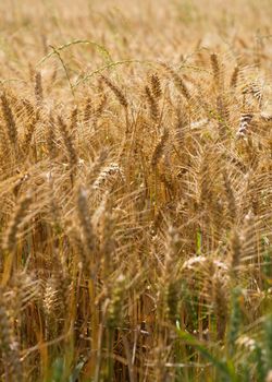 a golden wheat field in summer