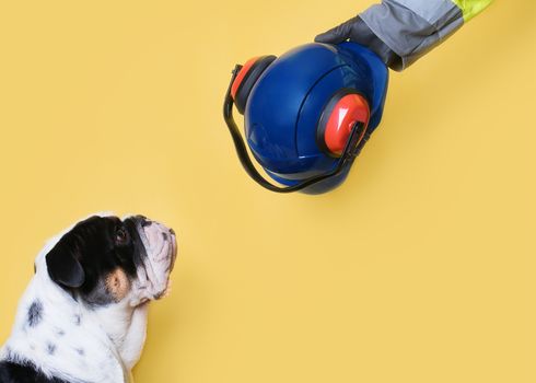 Dog looking at helmet for protection