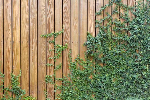 Green leaf ivy on wood board wall