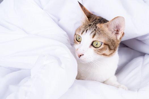 Multicolor tabby cute kitten lying under a blanket on the bed. Pets and lifestyle concept.