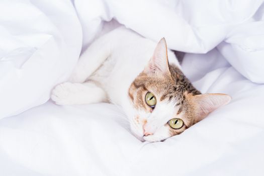Multicolor tabby cute kitten lying under a blanket on the bed. Pets and lifestyle concept.