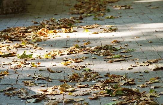 yellow autumn leaves on the sidewalk road.