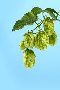 Close up one fresh green hop bine branch with leaves over blue sky background, low angle side view