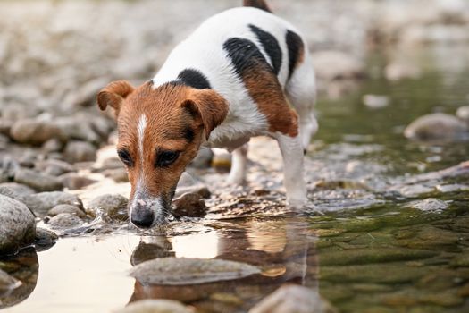 Small Jack Russell terrier walking near shallow river shore, exploring water and wet stones, closeup detail.