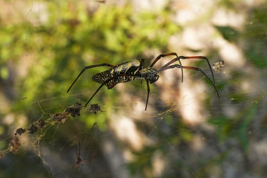 Red legged golden orb weaver spider female - Nephila inaurata madagascariensis, resting on her nest, sun over blurred bushes in background.