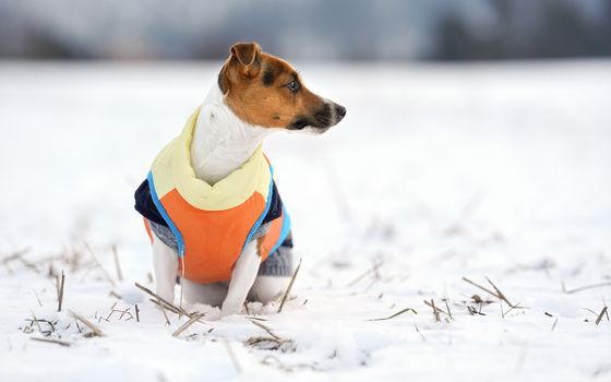 Small Jack Russell terrier dog in bright orange yellow and blue winter jacket sitting on snow covered ground.