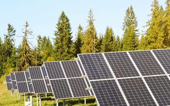 Solar panel collectors in forest, coniferous trees background, clear sky above, closeup detail.