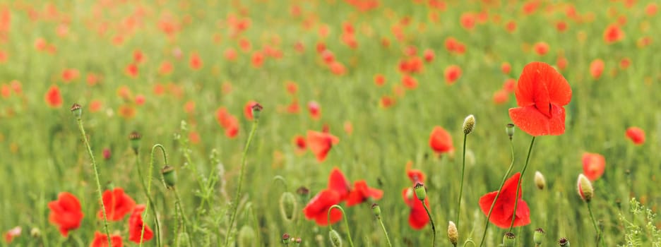 Wild red poppies growing in green field.