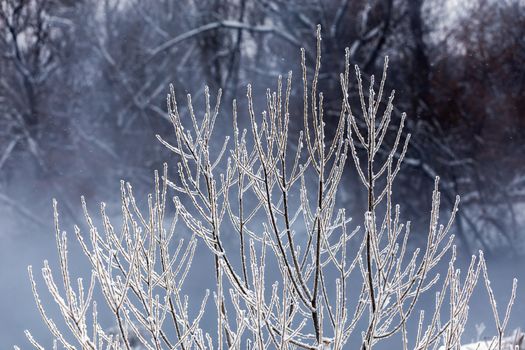 thin long willow branches under frost telephoto with selective focus and bokeh blur at daylight