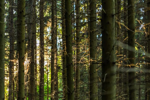 vertical lines of tall pine forest trunk at usmmer evening background with selective focus and natural lens blur.