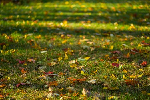 autumn maple leaves on green grass background with selective focus