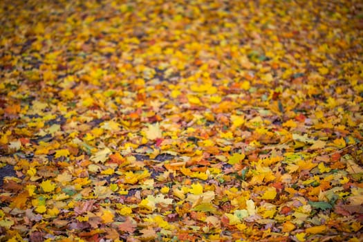 unvarnished carpet background of autumn leaves at cloudy morning with selective focus and swirl bokeh effect