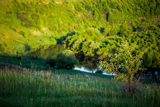 alone young tree daylight summer landscapoe with selective focus