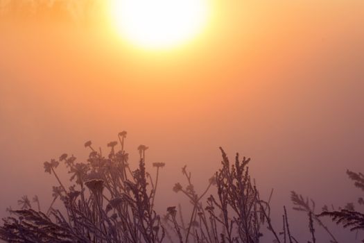 dreamy frozen vegetables at early morning in winter fog background