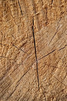 Fresh sawed wood in a close up view. Texture of annual rings in a wooden surface.