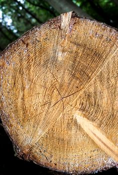 Fresh sawed wood in a close up view. Texture of annual rings in a wooden surface.